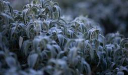 David AMADIEU - AMADIEU DAVID