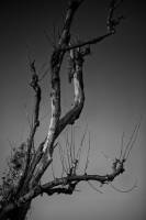 David AMADIEU - AMADIEU DAVID